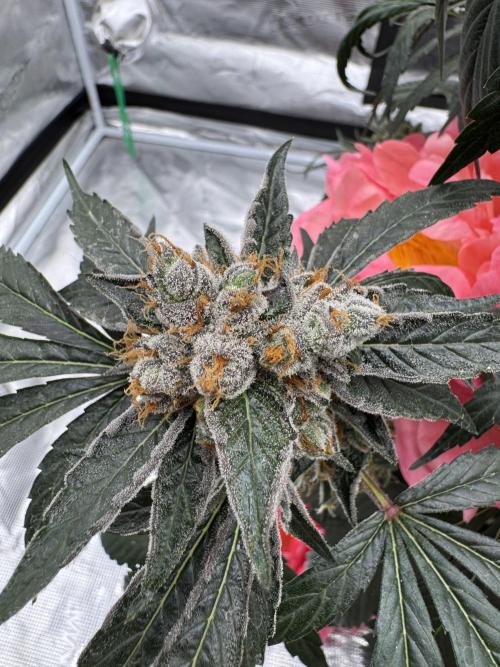 直幹 Chokkan 🌲. Week 7