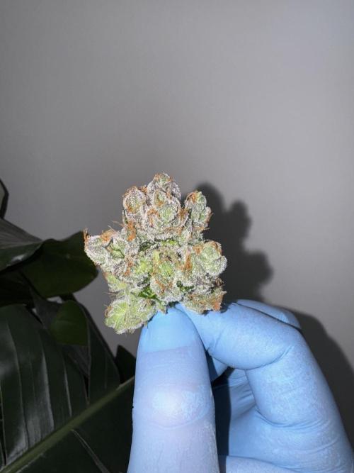 直幹 Chokkan 🌲. Week 7