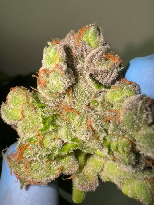 Sour Diesel x Zoda. Week 7