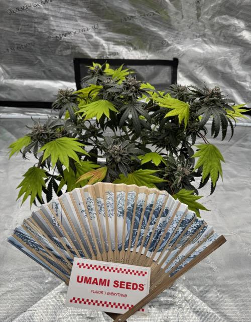 Pai Mei. Week 7
