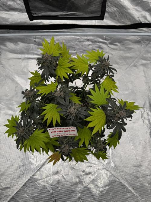 Pai Mei. Week 7
