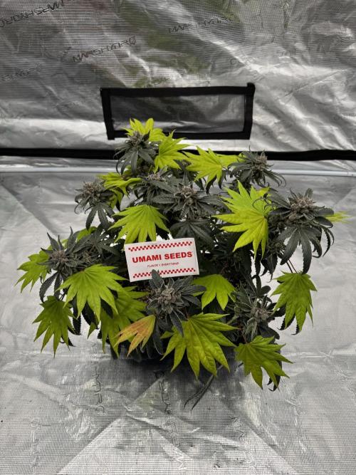 Pai Mei. Week 7