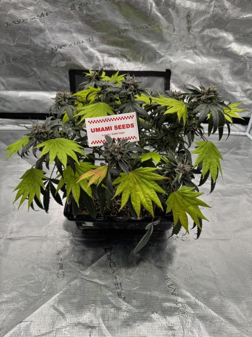 Pai Mei. Week 7