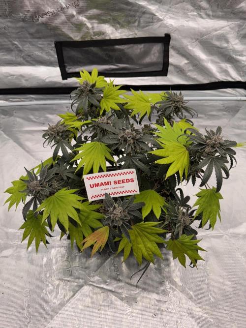 Pai Mei. Week 7