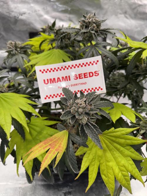 Pai Mei. Week 7