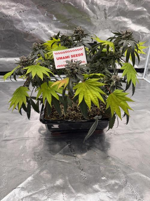 Pai Mei. Week 7
