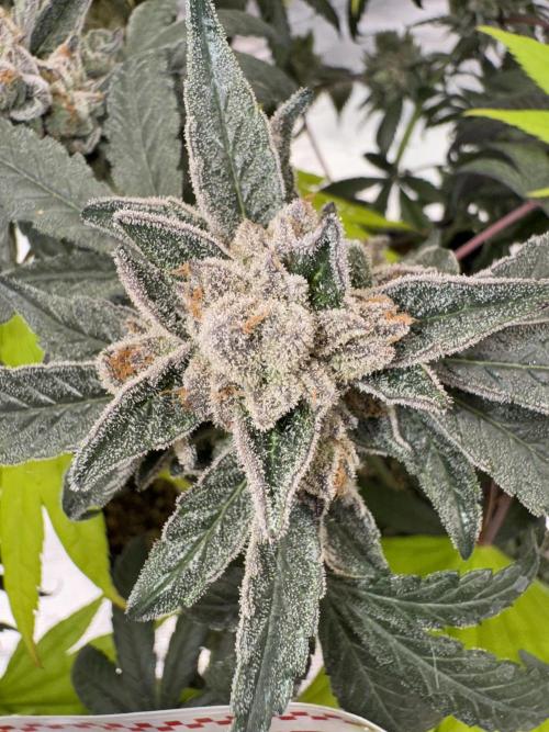 Pai Mei. Week 7