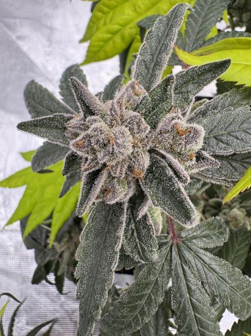 Pai Mei. Week 7