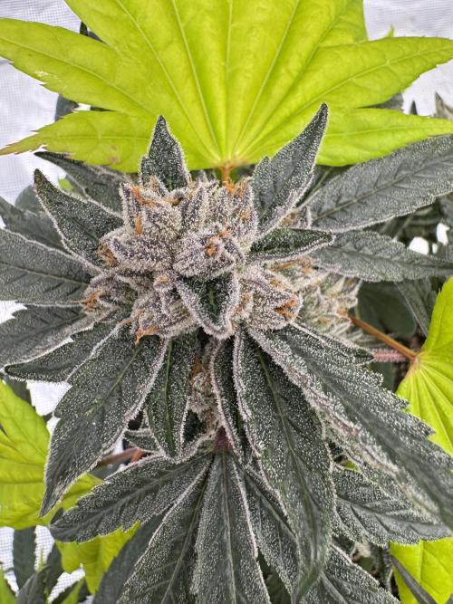 Pai Mei. Week 7