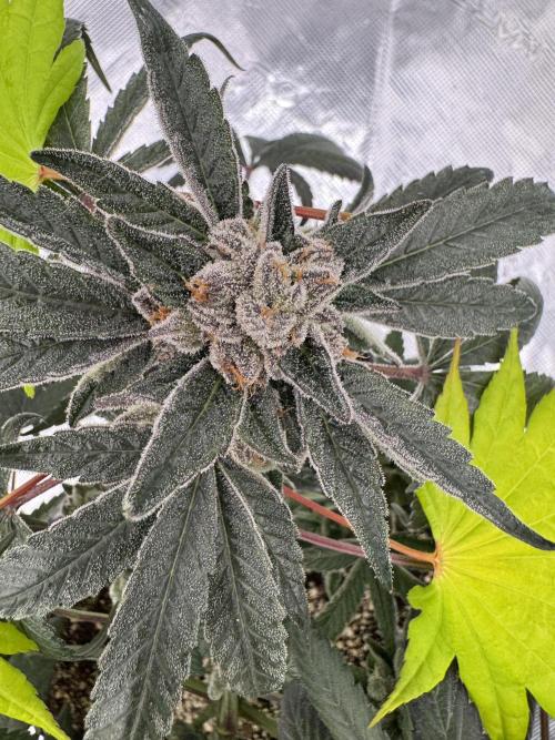 Pai Mei. Week 7