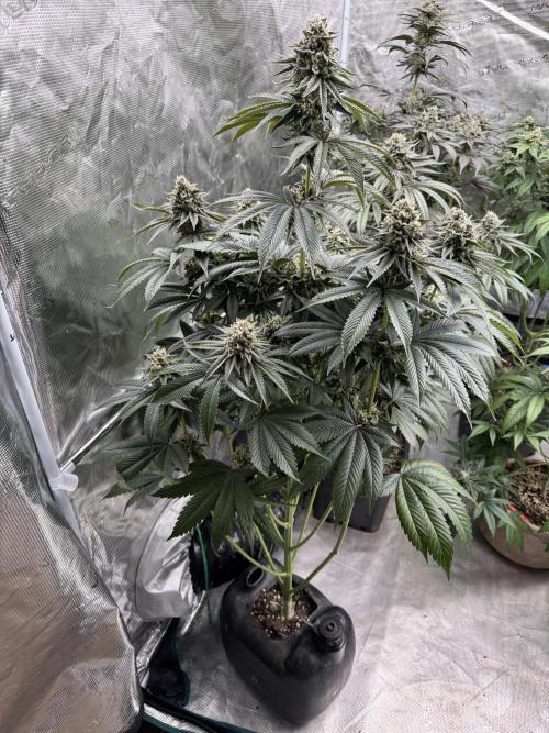 Roy’s Café. Week 14