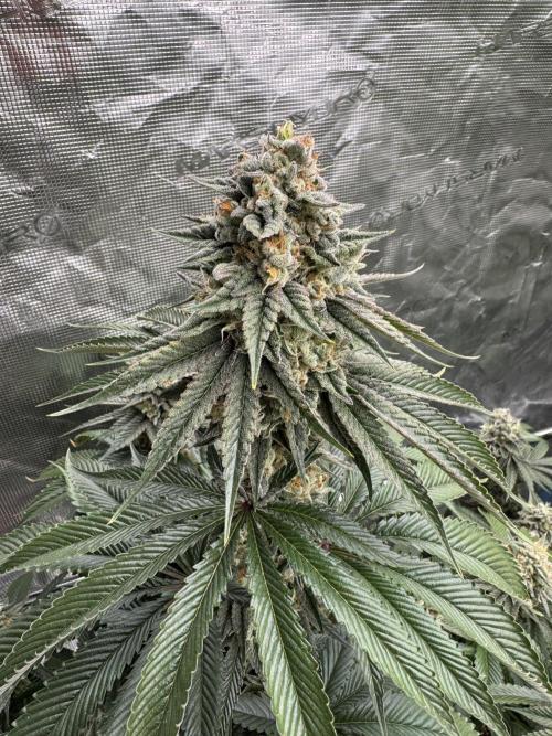 Roy’s Café. Week 14