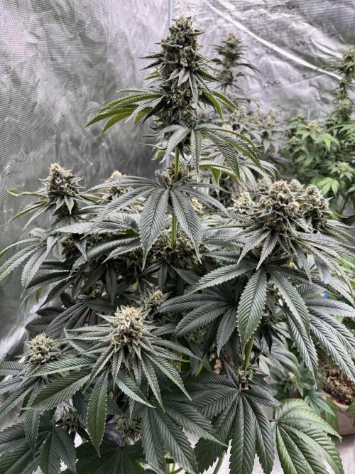 Sour Diesel x Zoda. Week 14