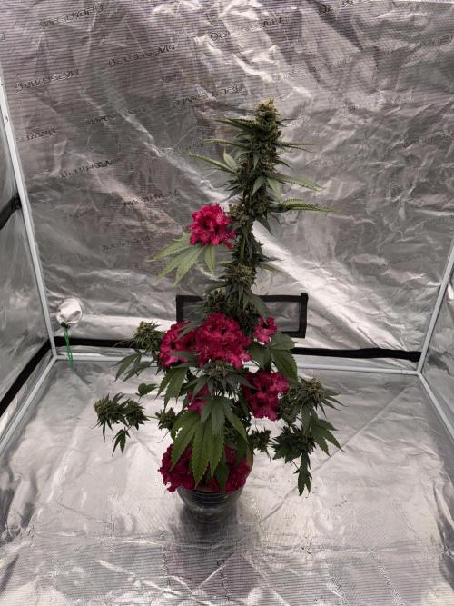 Hazy Bonsaï. Week 7