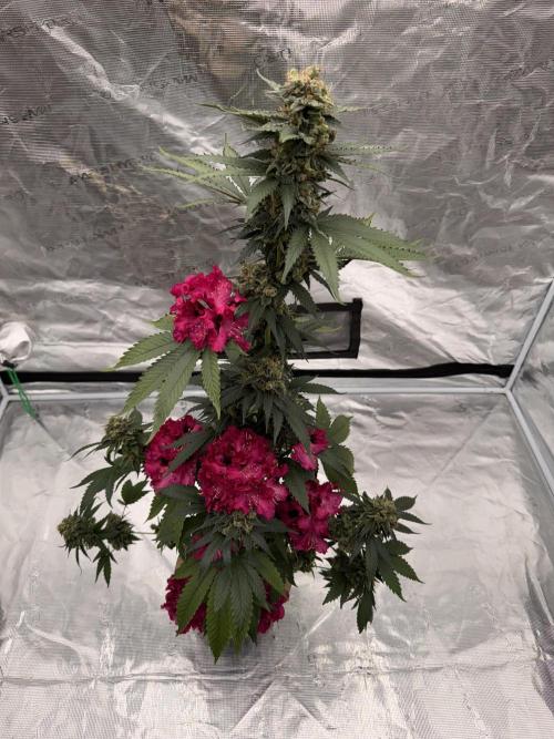 Hazy Bonsaï. Week 7