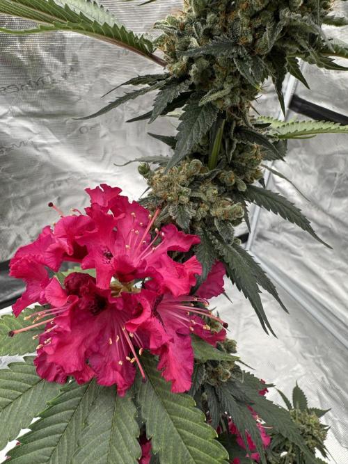 Hazy Bonsaï. Week 7