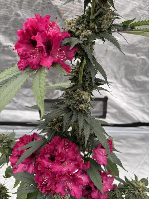 Hazy Bonsaï. Week 7