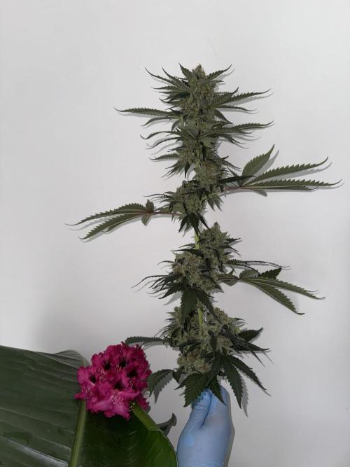Hazy Bonsaï. Week 7