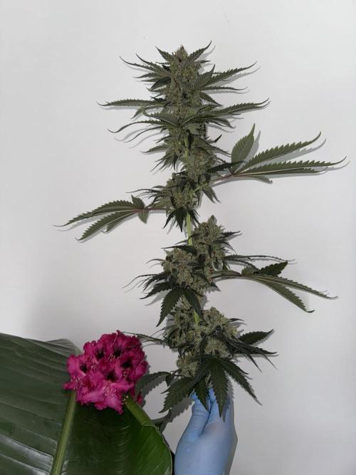 Hazy Bonsaï. Week 7