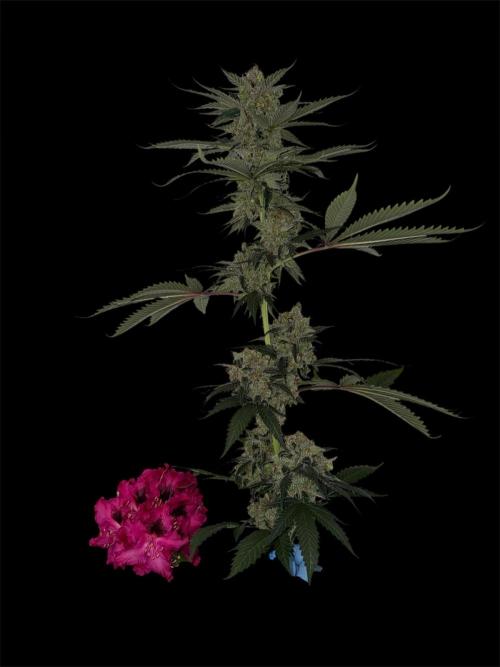 Hazy Bonsaï. Week 7