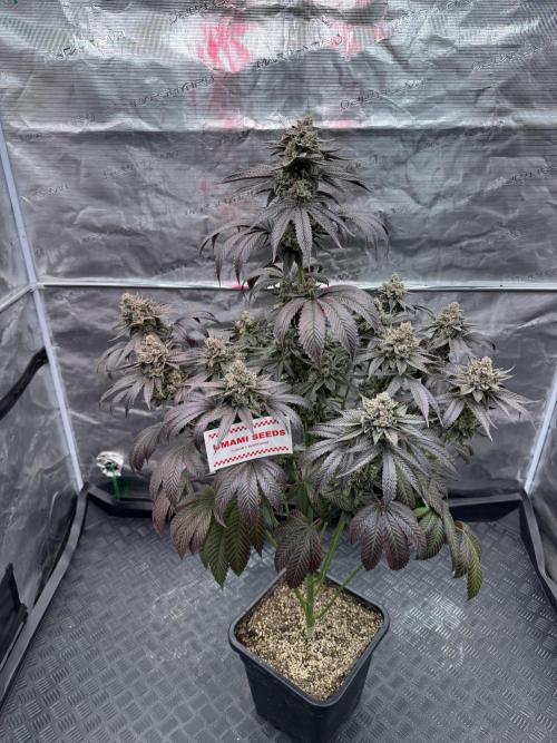 Gas Station ⛽️. Week 16