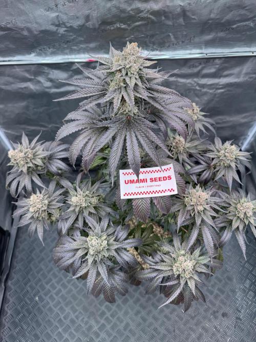 Gas Station ⛽️. Week 16