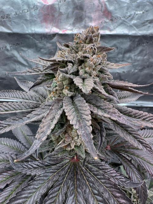 Gas Station ⛽️. Week 16