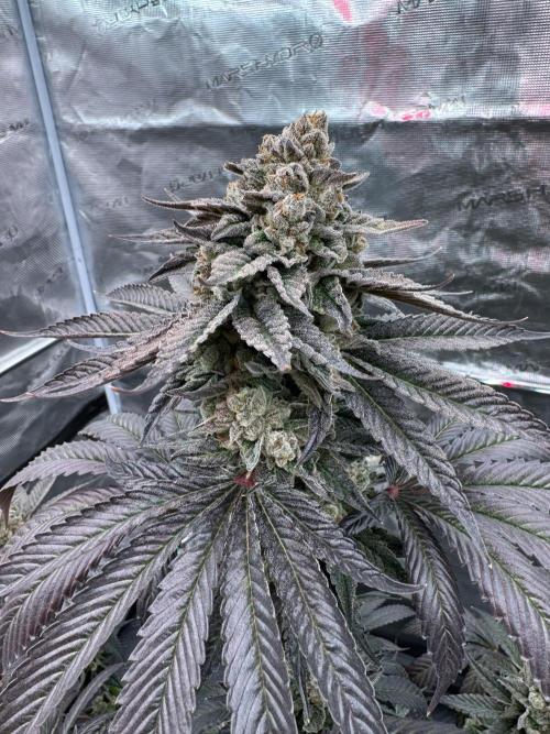 Gas Station ⛽️. Week 16