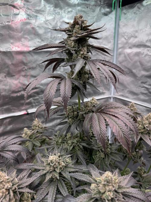 Gas Station ⛽️. Week 16