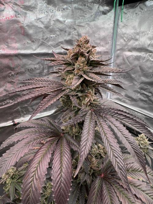 Gas Station ⛽️. Week 16