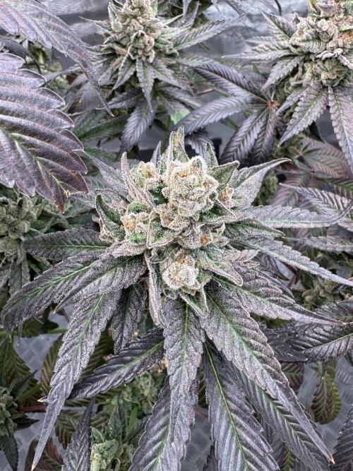 Gas Station ⛽️. Week 16