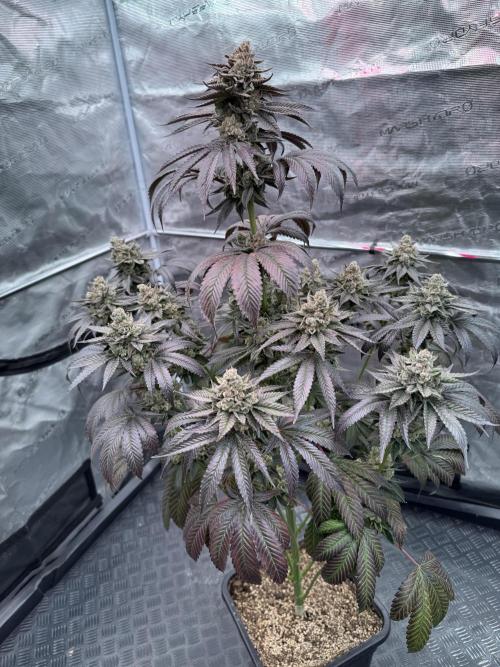 Gas Station ⛽️. Week 16