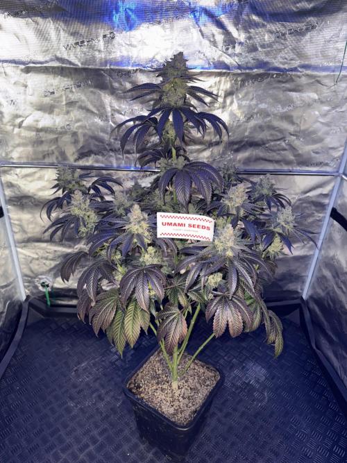 Gas Station ⛽️. Week 16