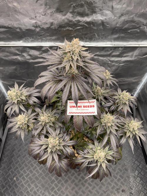 Gas Station ⛽️. Week 16
