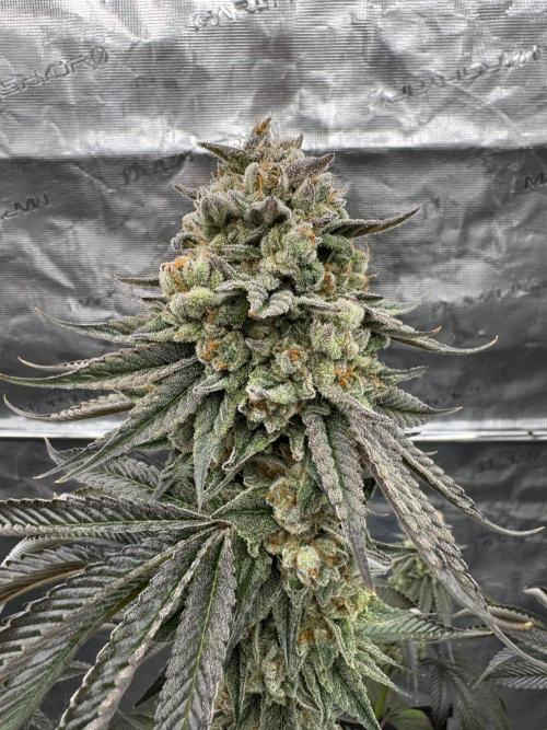 Gas Station ⛽️. Week 16