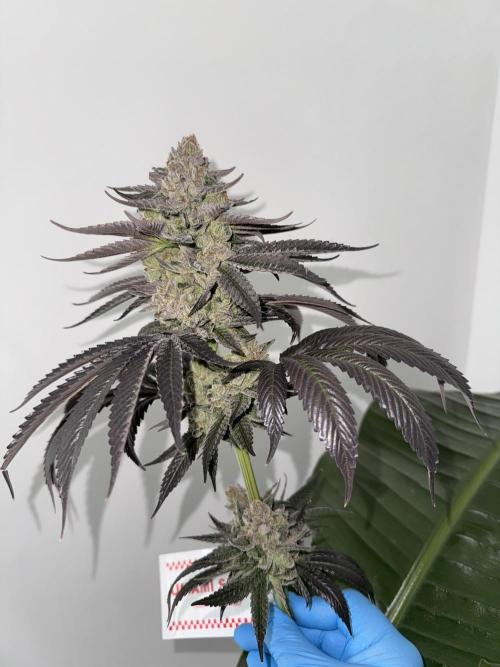 Gas Station ⛽️. Week 16
