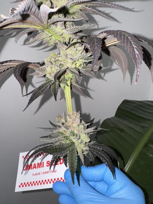 Gas Station ⛽️. Week 16