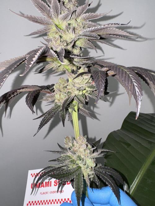 Gas Station ⛽️. Week 16