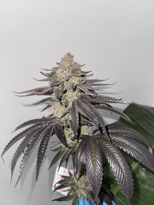 Gas Station ⛽️. Week 16