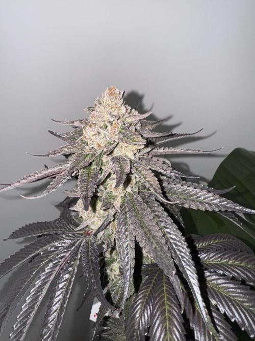 Gas Station ⛽️. Week 16