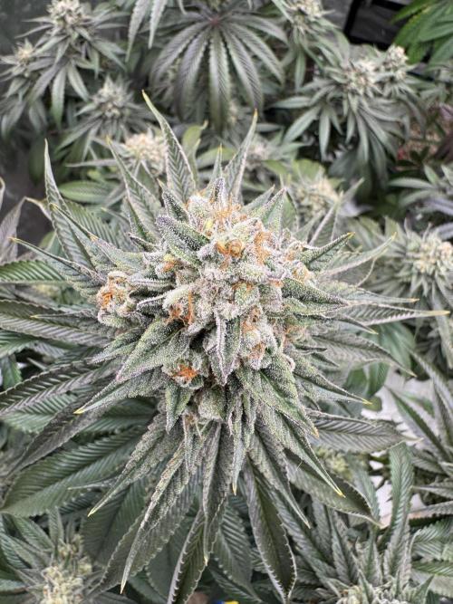 Sour Diesel x Zoda. Week 15