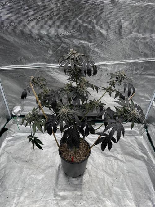 1st clone run 👯‍♀️✂️. Week 7