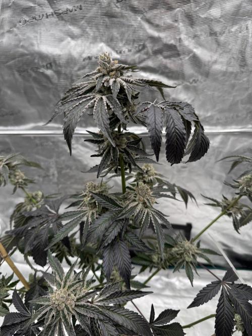 1st clone run 👯‍♀️✂️. Week 7
