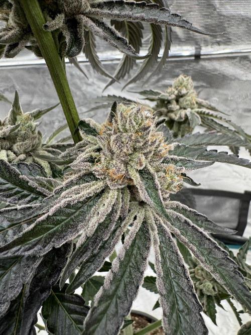 1st clone run 👯‍♀️✂️. Week 7