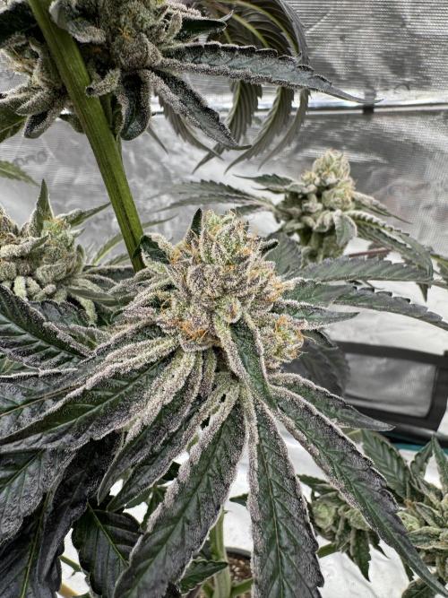 1st clone run 👯‍♀️✂️. Week 7