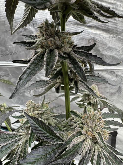 1st clone run 👯‍♀️✂️. Week 7