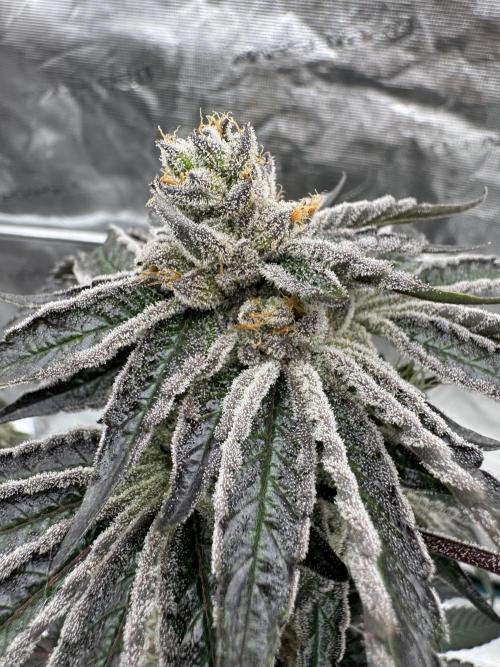 1st clone run 👯‍♀️✂️. Week 7