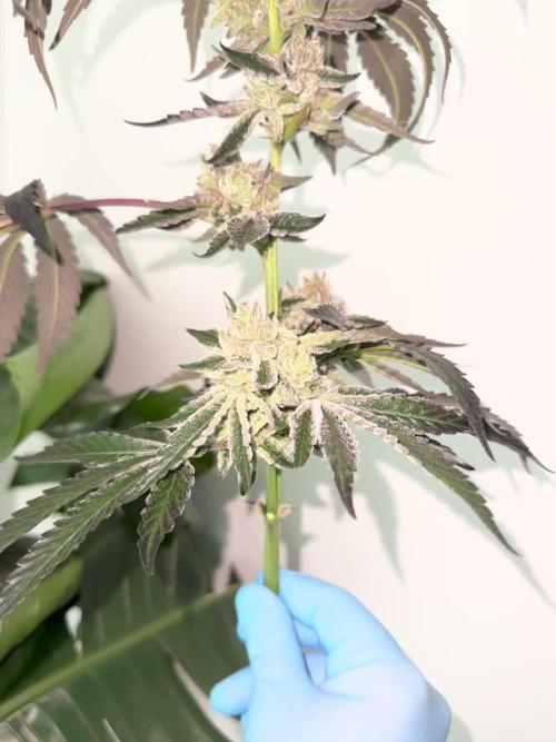 1st clone run 👯♀️✂️
