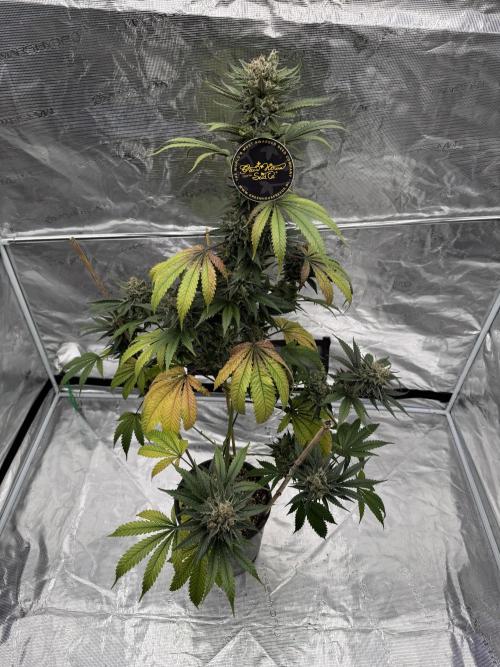 1st clone run 👯‍♀️✂️. Week 7