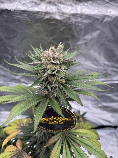 1st clone run 👯‍♀️✂️. Week 7